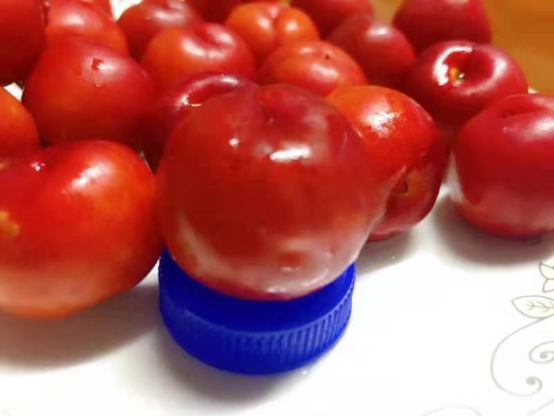 钙果苗 黑龙江省果蒂源<em>食品</em>有限公司 易成活 0.4-1.5米 批发 基地