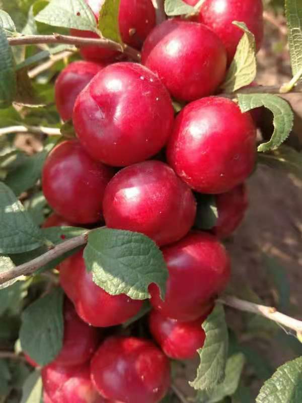 钙果苗 黑龙江省果蒂源<em>食品</em>有限公司 果树 抗寒 批发 培育
