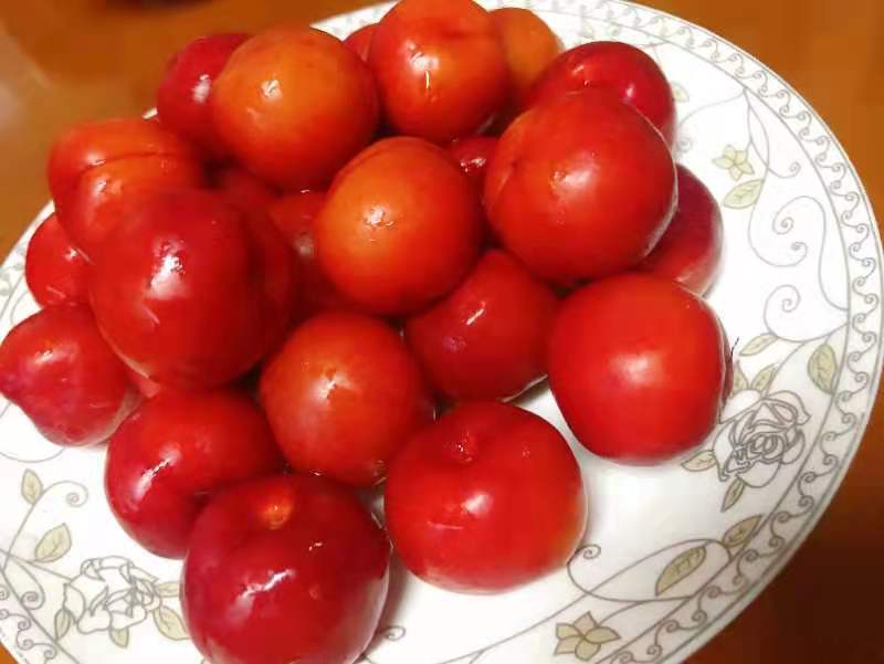 钙果苗 黑龙江省果蒂源<em>食品</em>有限公司 果树苗 基地 供应 培育