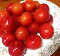 钙果苗 黑龙江省果蒂源<em>食品</em>有限公司 果树苗 基地 供应 培育