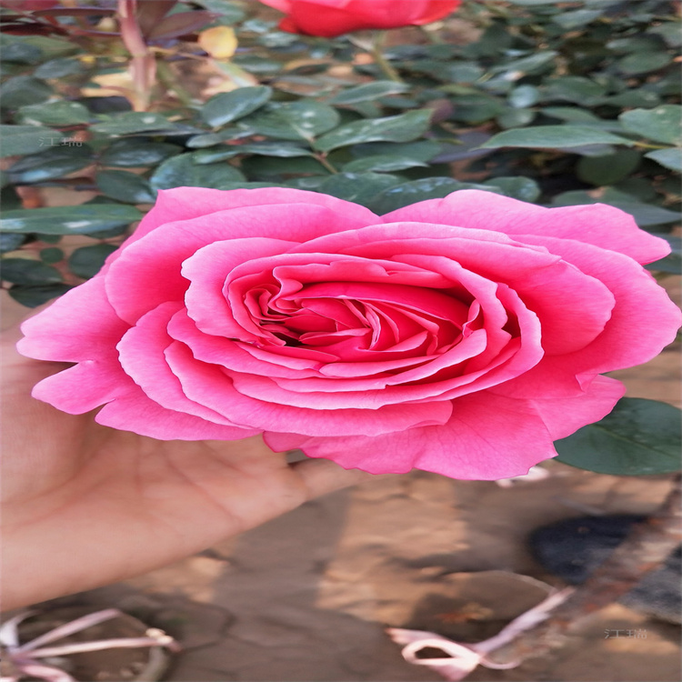 月季树 树姿优美 株型粗壮 月季树公园绿化花卉 江瑞园艺一手货源 欢迎咨询