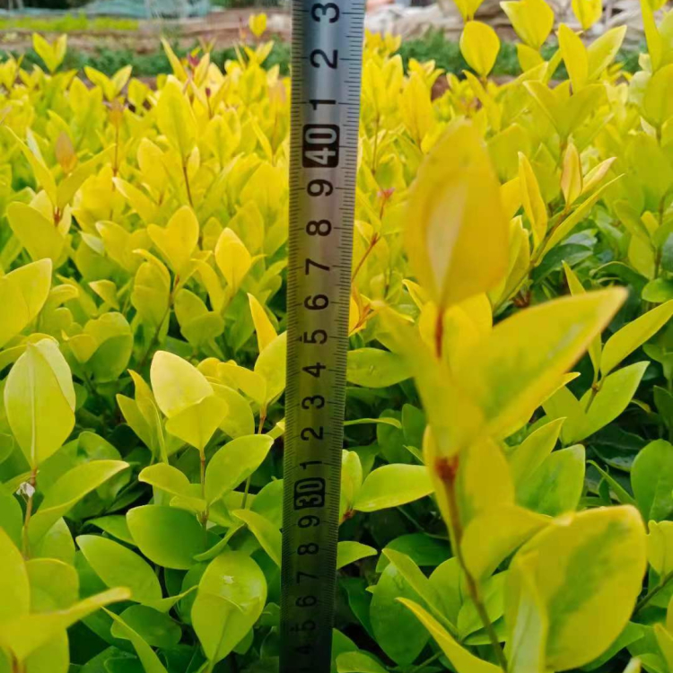 金森女贞小皮桶批发 金森女贞小苗 价格优惠
