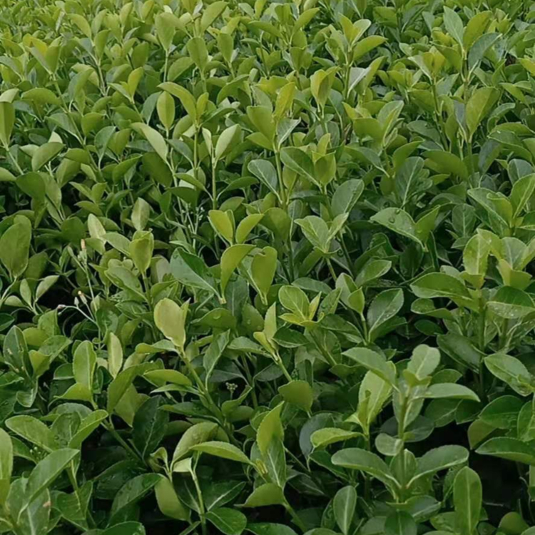 扶芳藤绿化苗木 凯洋花卉基地种植扶芳藤 欢迎来电