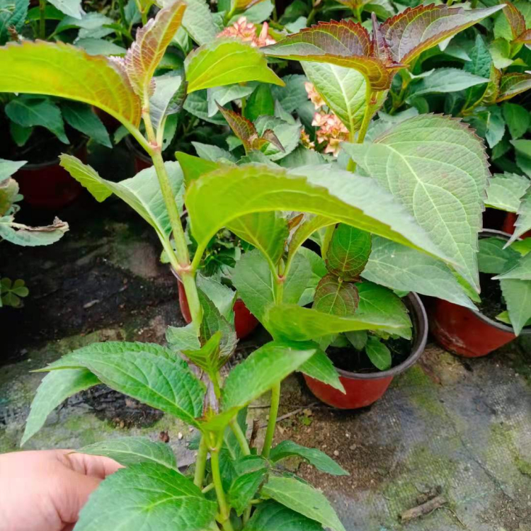 山东种植基地绿化绣球 绿化绣球盆栽批发 欢迎咨询