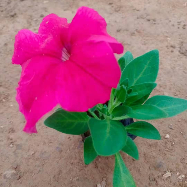 凯洋矮牵牛种植基地 矮牵牛杯苗批发 量大价优