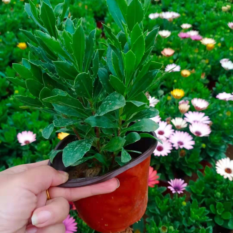 南非万寿菊价格 凯洋大量供应南非万寿菊 质优价廉