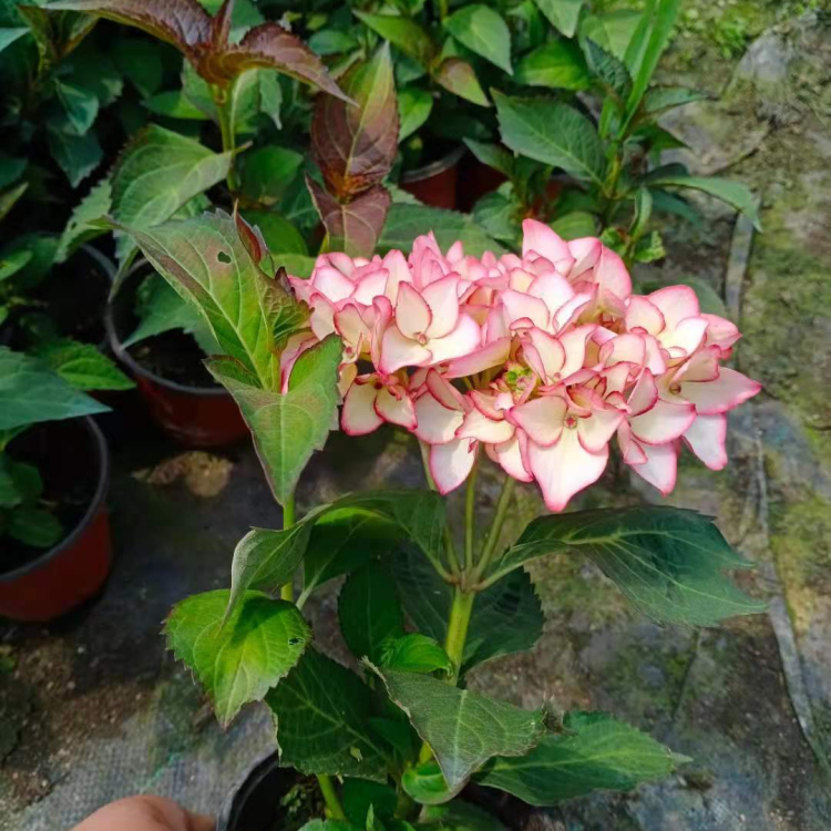 绿化绣球种植基地 凯洋直供绿化绣球小苗 易管理