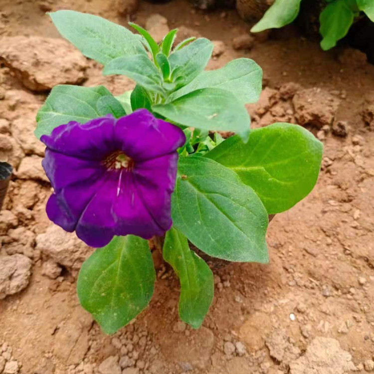 凯洋花卉基地出售矮牵牛 矮牵牛盆栽批发 价格优惠