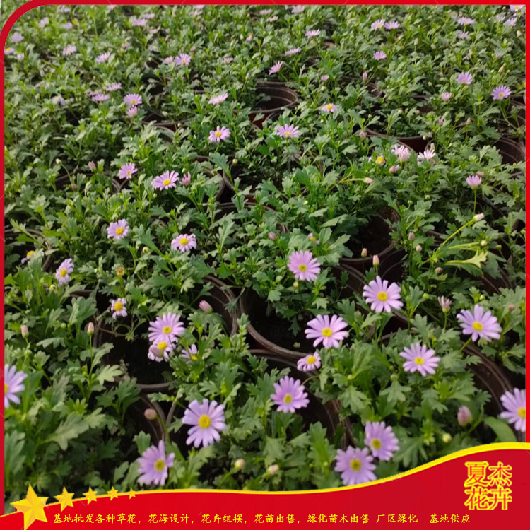 姬小菊种子出售  姬小菊穴盘苗价格  姬小菊种植基地 夏杰花卉