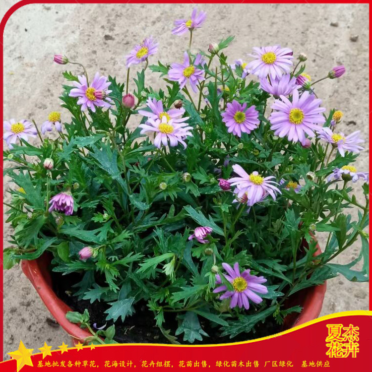 姬小菊价格  姬小菊种植基地 姬小菊批发出售 夏杰花卉基地