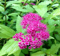 山东粉花绣线菊庭院花坛用苗 粉花绣线菊观赏性好 江瑞园艺