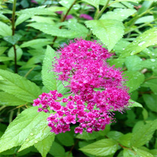 山东粉花绣线菊庭院花坛用苗 粉花绣线菊观赏性好 江瑞园艺