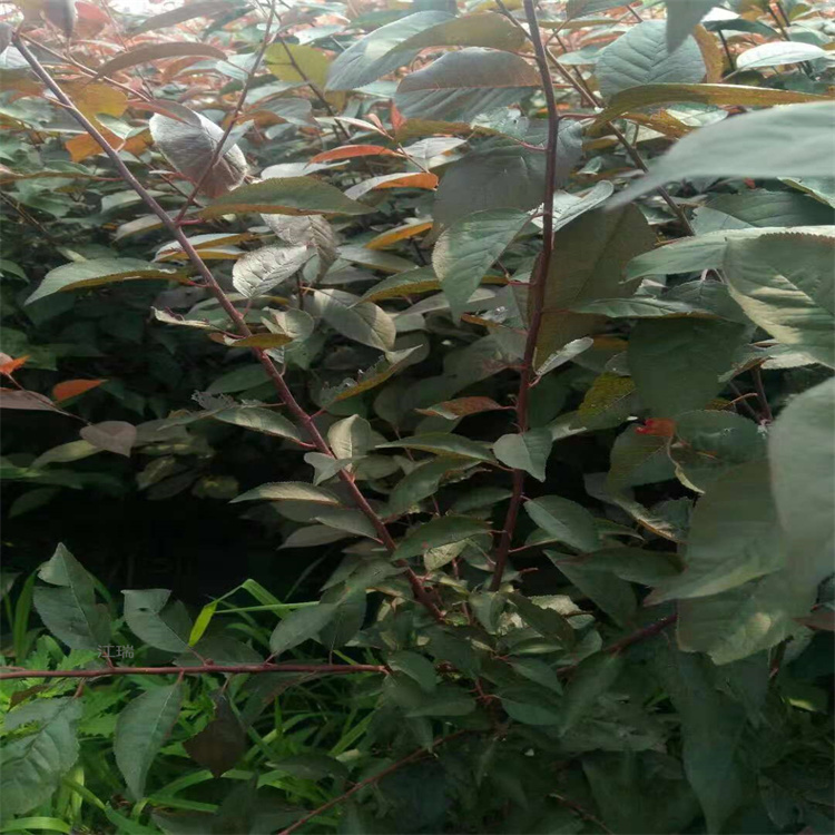 江瑞园艺红瑞木供应基地 红瑞木枝繁叶茂 成活高 欢迎来电咨询