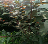 江瑞园艺红瑞木供应基地 红瑞木枝繁叶茂 成活高 欢迎来电咨询