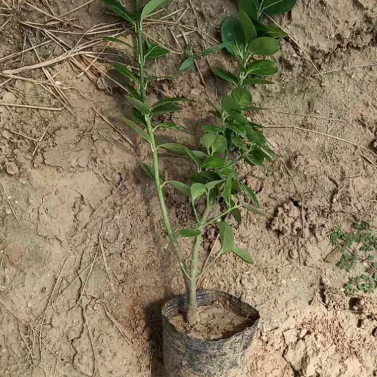 卫矛_胶东卫矛_批发卫矛小杯苗_海润花卉 现货供应