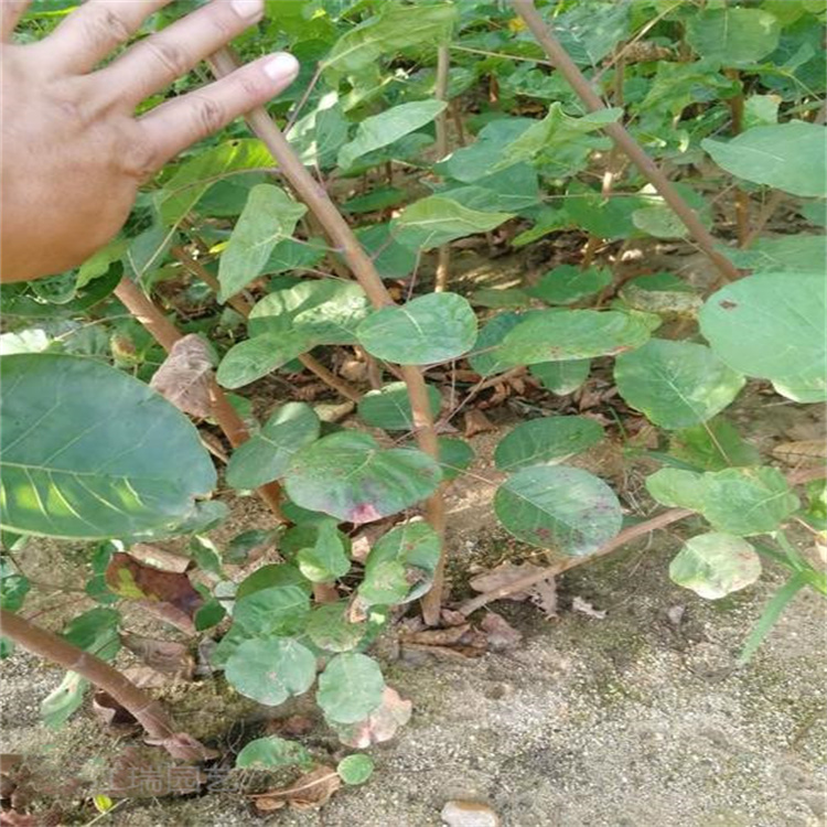 江瑞黄栌育苗基地 园林绿化工程苗木黄栌 一手货源 欢迎咨询