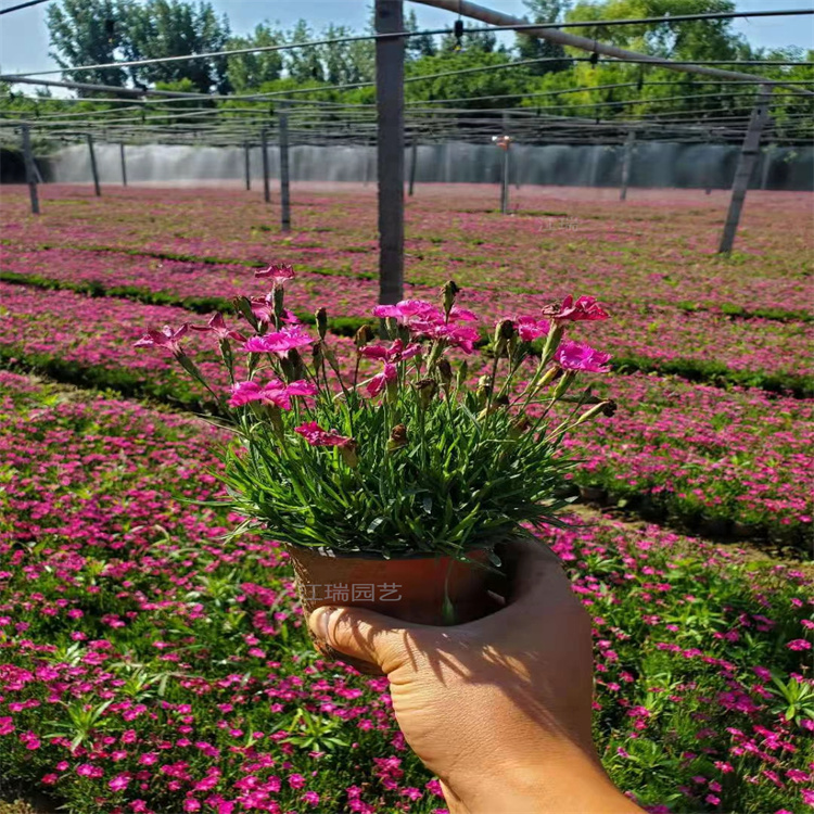 欧石竹粉贝 细叶矮生花卉 露天带花苞欧石竹报价 花园露台草坪花卉 江瑞园艺