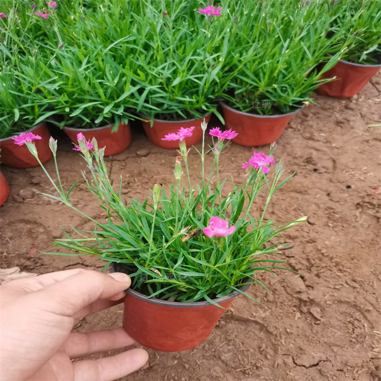 大型公园种植花卉欧石竹 不死花卉欧石竹批发 盆栽粉贝欧石竹花期长