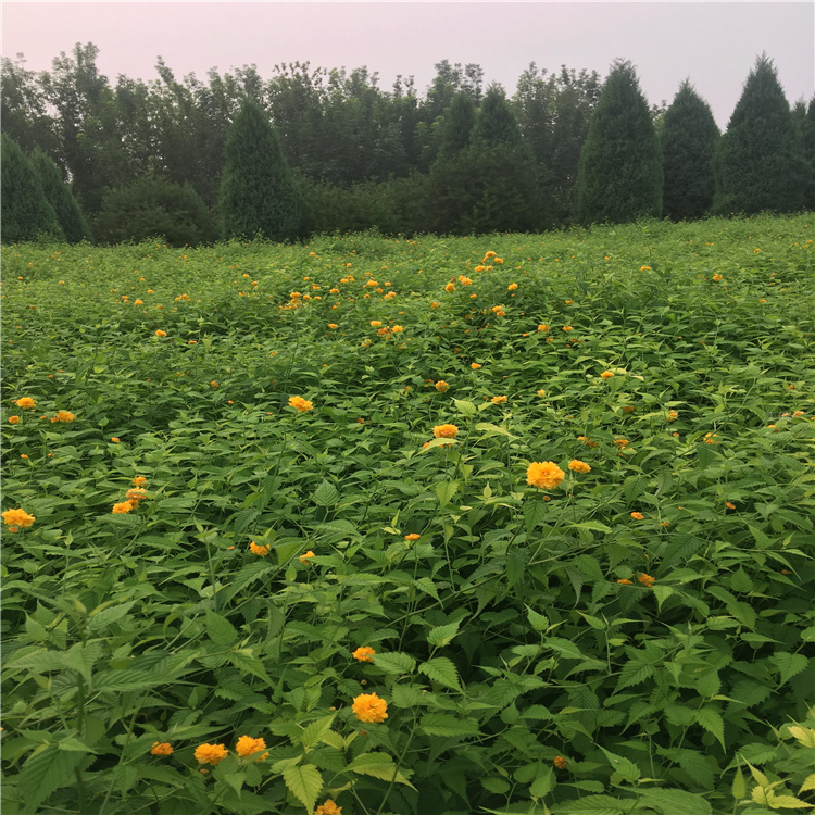 公园花坛镶边种植棣棠 箱装 袋装棣棠 好运输 欢迎来电咨询江瑞