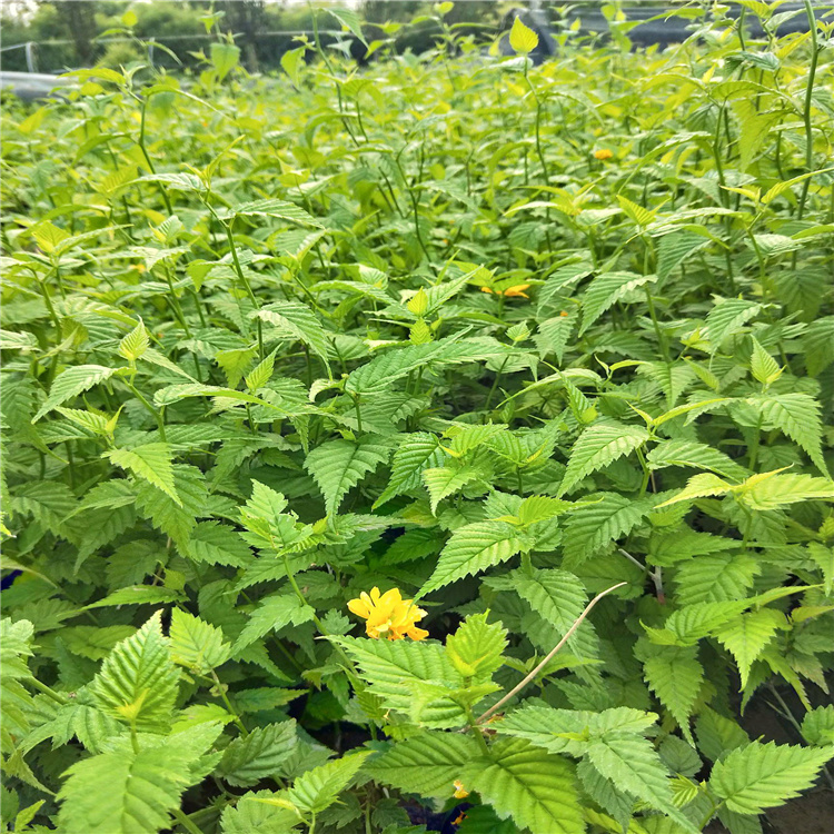 山东棣棠杯苗基地 棣棠繁育基地 棣棠花姿优美 江瑞园艺