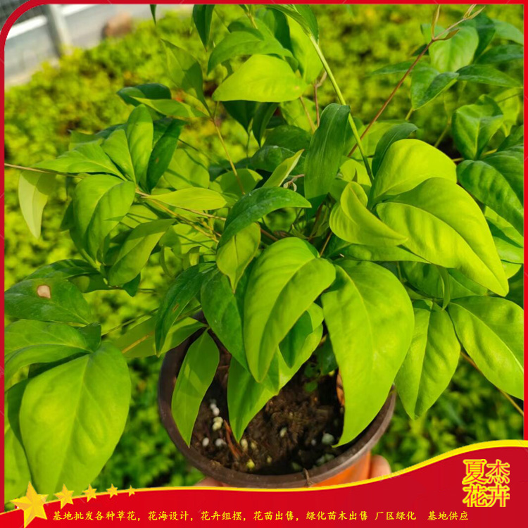 火焰南天竹批发价格 火焰南天竹种植厂家  火焰南天竹出售 夏杰花卉