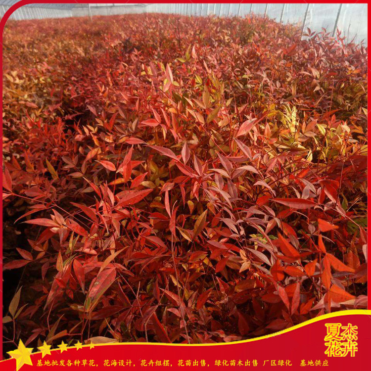 盆栽南天竹出售 南天竹种植厂家 南天竹供货商 夏杰花卉