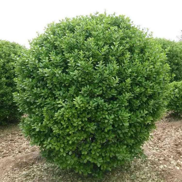 大叶黄杨球种植基地 大叶黄杨球批发 洛阳大叶黄杨