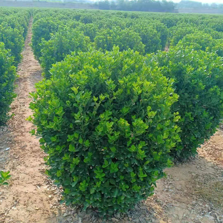 种植基地直销 大叶黄杨球批发  现货供应