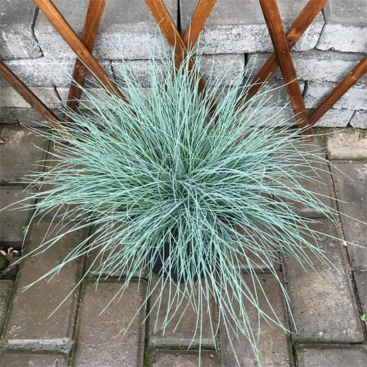青州蓝羊茅基地直发 蓝羊茅一年四季常青 蓝羊茅营养杯苗大量上市 江瑞园艺