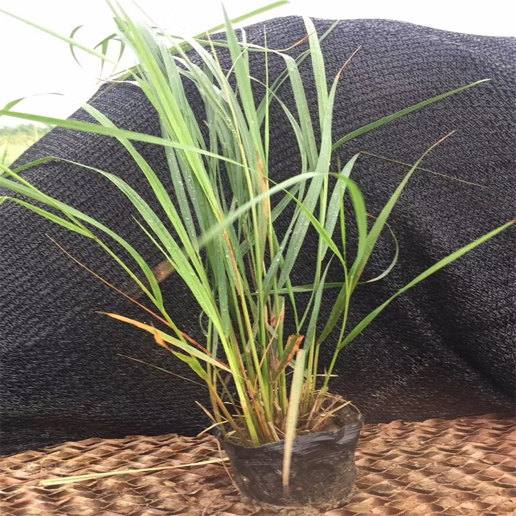 山东拂子茅植株优美 拂子茅大型公园绿化 拂子茅规格齐全 江瑞园艺