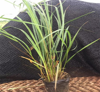 山东拂子茅植株优美 拂子茅大型公园绿化 拂子茅规格齐全 江瑞园艺