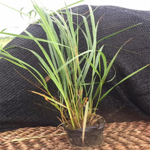 山东拂子茅植株优美 拂子茅大型公园绿化 拂子茅规格齐全 江瑞园艺
