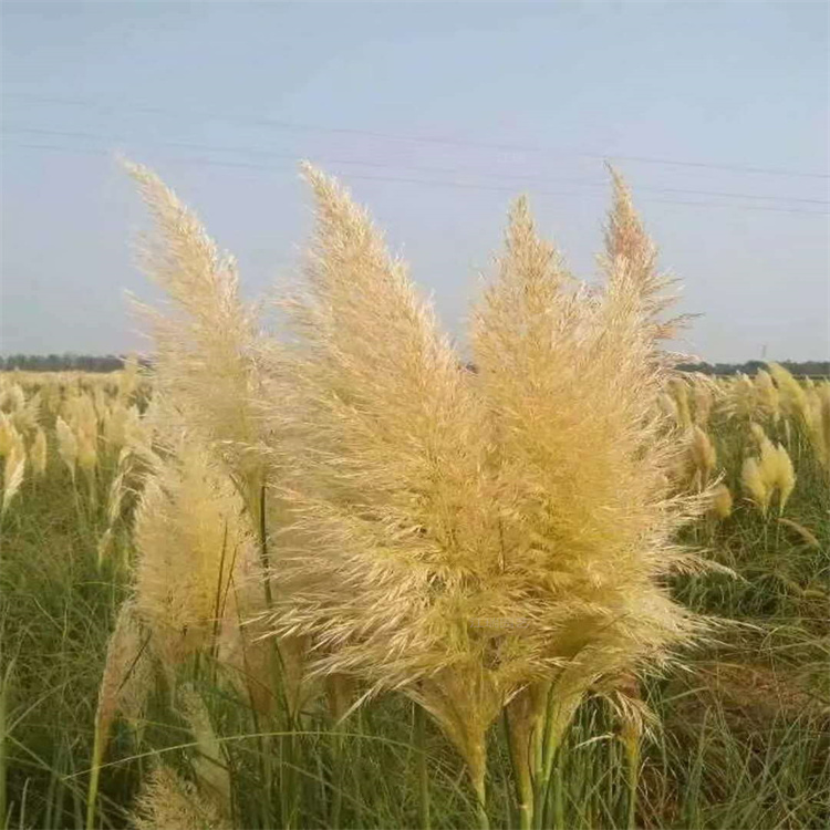 山东矮蒲苇大量上市 矮蒲苇匀称美观 花色美丽 欢迎询价