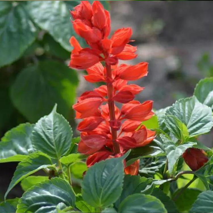 万诺预定苗 一串红 青州草花