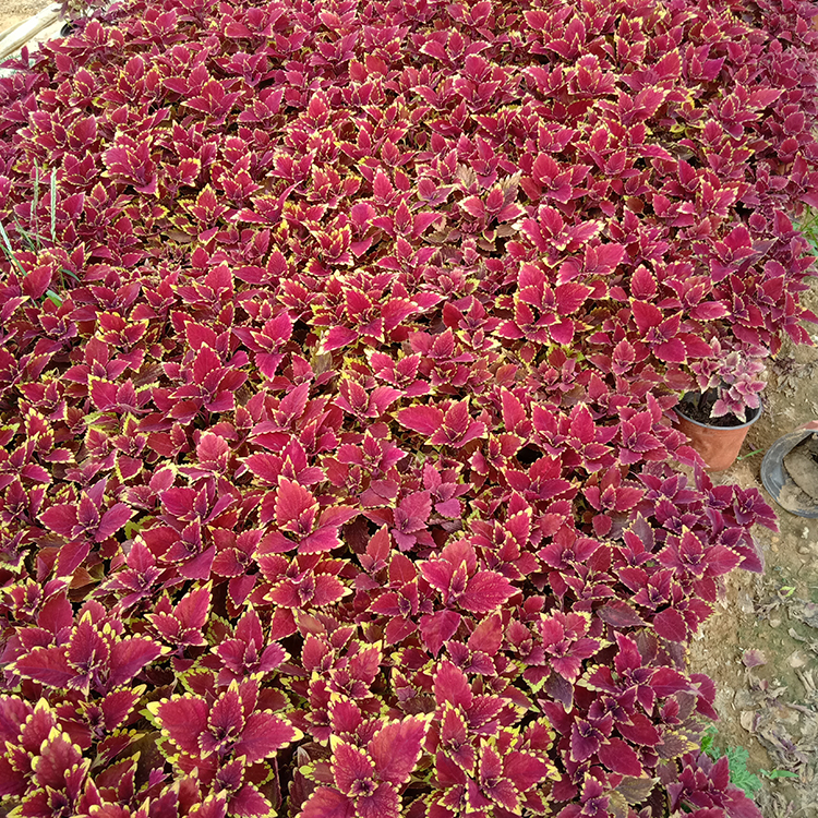 火焰彩叶草 山东草花彩叶草种植基地 植物景观营造