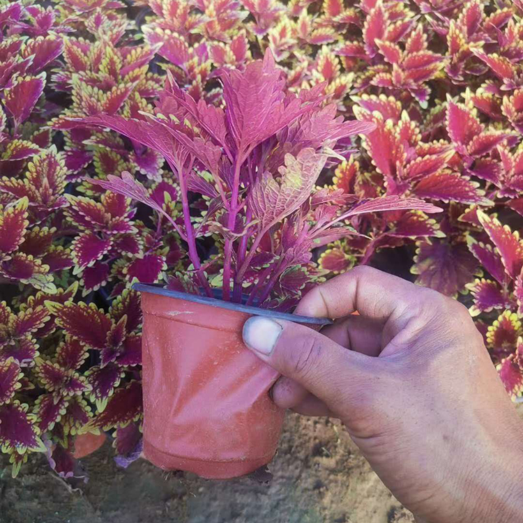 火焰彩叶草 青州草花价格彩叶草价格 观赏价值高