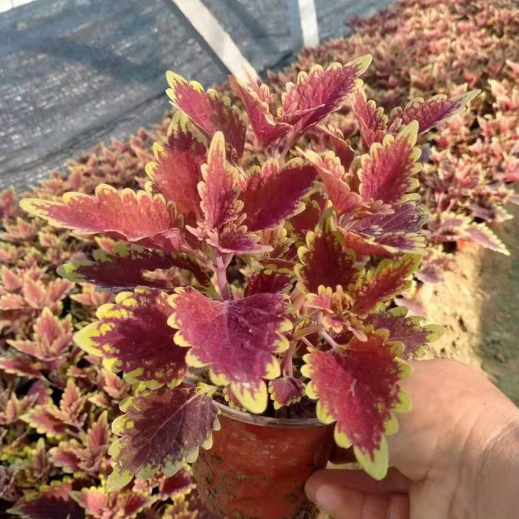 金边彩叶草批发  青州草花彩叶草价格 观赏价值高