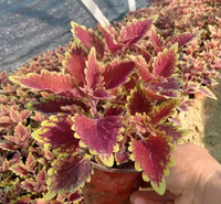 金边彩叶草批发  青州草花彩叶草价格 观赏价值高