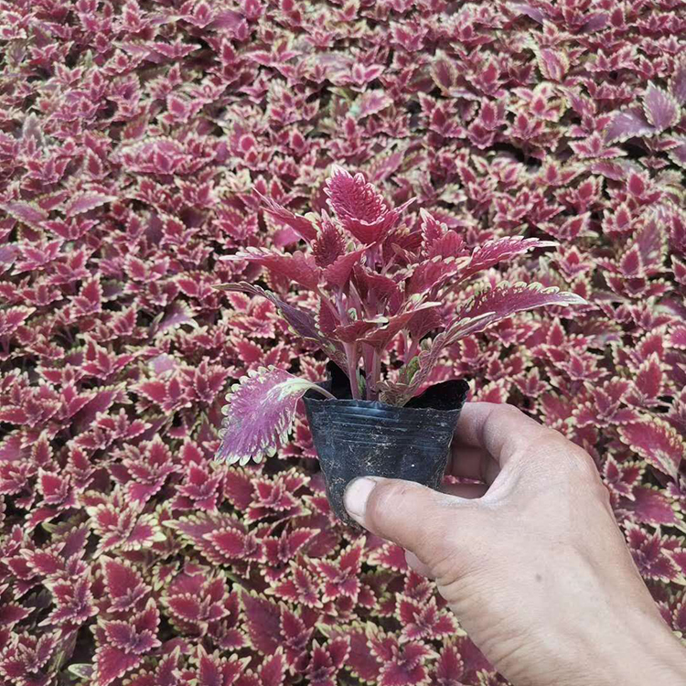 彩叶草杯苗 草花租摆用彩叶草 易于造景