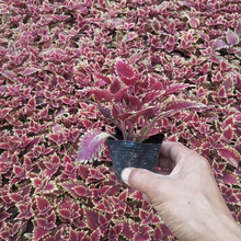 彩叶草杯苗 草花租摆用彩叶草 易于造景