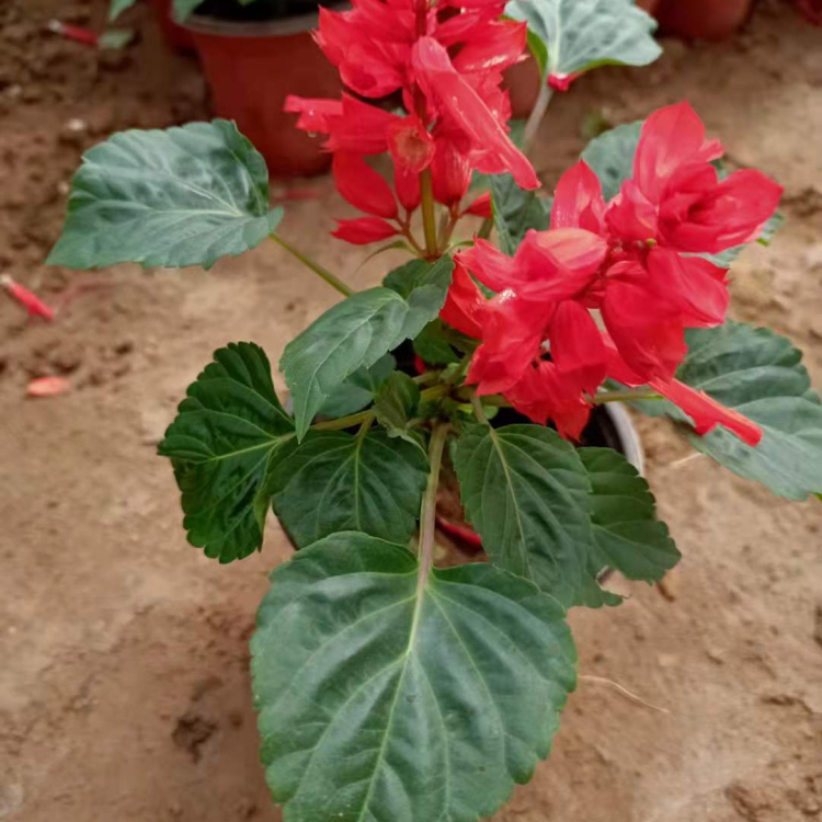 一串红 一串红盆栽批发 宜用于花坛 山东草花