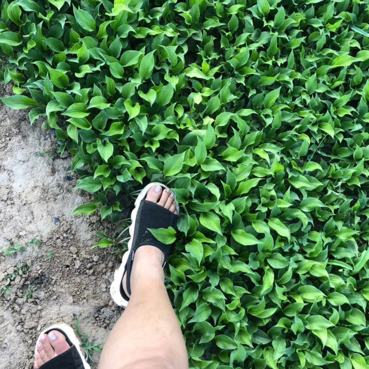 山东玉簪苗培育基地  紫花玉簪苗   多用于湿地水岸绿化