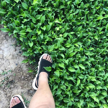 山东玉簪苗培育基地  紫花玉簪苗   多用于湿地水岸绿化