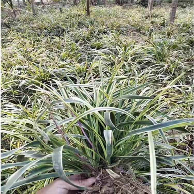 黄叶麦冬  供应银边麦冬  多用于树穴绿化