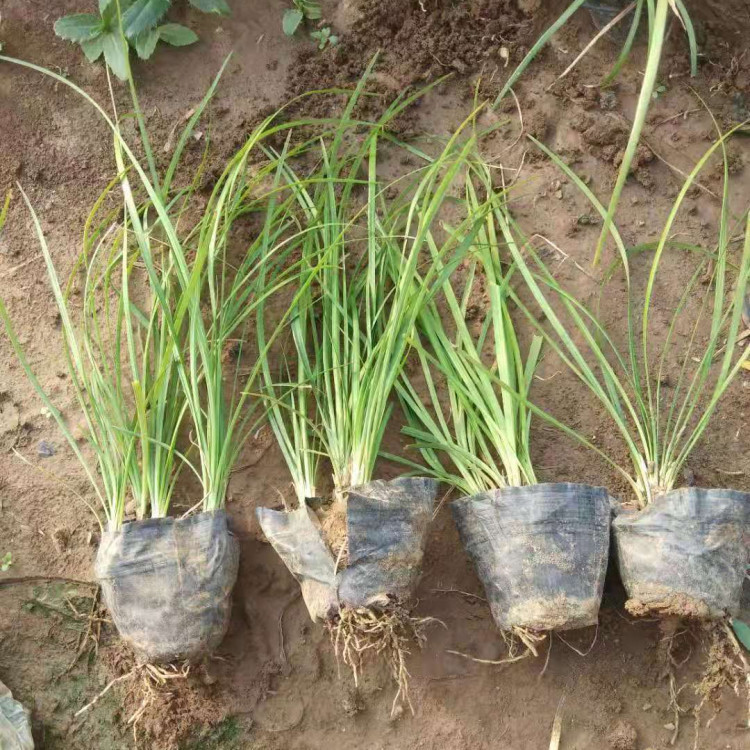 麦东  园林绿化矮麦冬  应用范围广