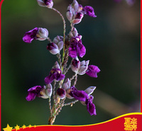水生再力花批发  再力花种植厂家    供应再力花   