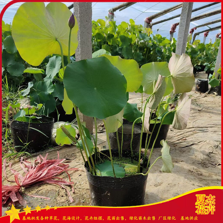 荷花种子出售 荷花育苗基地  荷花花苗出售  夏杰绿化苗木基地