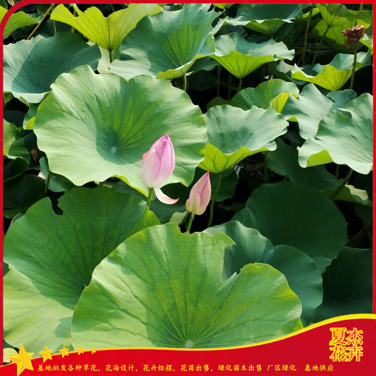 盆栽荷花出售  荷花价格表  绿化荷花种植厂家  夏杰水生植物基地