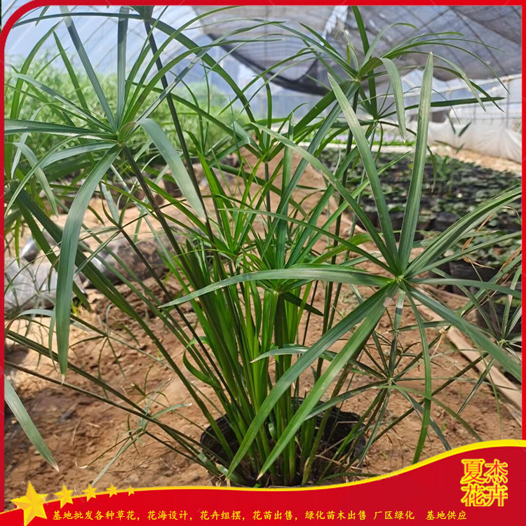 山东旱伞草供货商   旱伞草种植厂家  营养钵旱伞草价格  夏杰水生植物基地