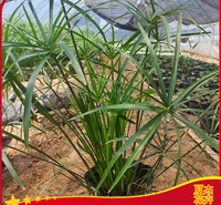 山东旱伞草供货商   旱伞草种植厂家  营养钵旱伞草价格  夏杰水生植物基地